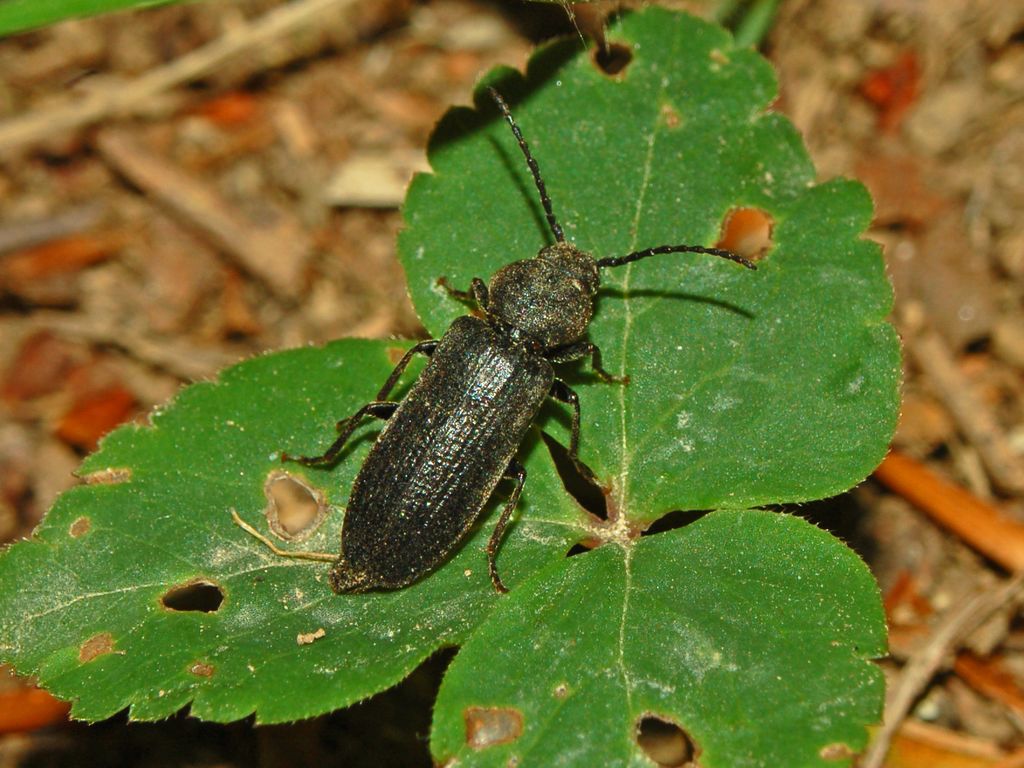 Cerambycidae da determinare: Asemum striatum